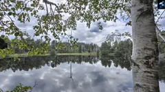 Branches Of Trees