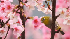 甜蜜蜜(新编)