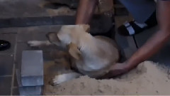 Man dug out from under the floor tile a dog