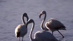 Natural Harmony (UDM Remix)