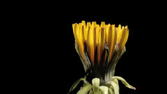 Dandelion Clock Blowing Away Time Lapse