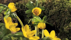 Aconite & Snowdrop