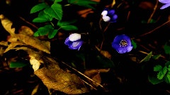 Amazing Nature