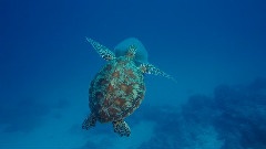 玻璃海星