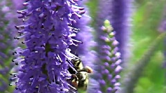 Simple Beauty Of Flowers