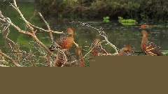 Grass Whistling Ducks