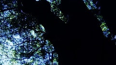 Revisiting The Forgotten Forest