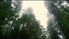 Redwood National Park