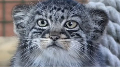 Игриви котенца