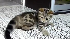 Игриви котенца 3
