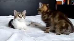 Игриви котенца 2