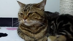 Игриви котенца 4