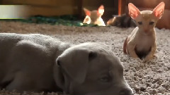 Cornish Rex(柯尼斯卷毛猫)