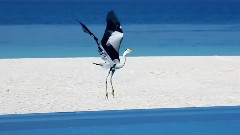 Aloha Oe