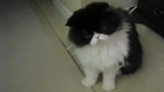 Cutest Kitten Ever Plays Dead