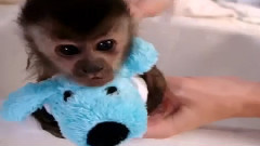 Baby Monkey Nala Gets A Bath