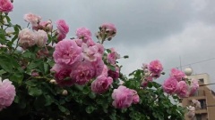 Shiuan's Rose Garden 花园日记