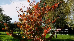 Parrotia Persica 'Vanessa' (Persian Ironwood)