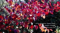Cercis Canadensis'Forest Pansy'