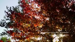 Liquidambar Styraciflua 'Worplesdon'(Sweet Gum)