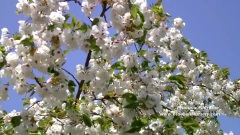 Prunus x 'Shirotae' (Mount Fuji Cherry)