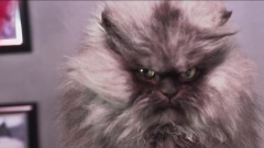 Colonel Meow's Diaries