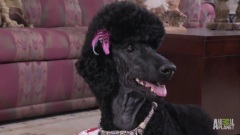 Basket O' Poodles