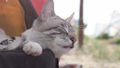 冒险猫之旅