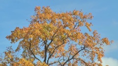 Autumn Leaves On A Sunny Day