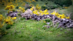 Flowers, Music, Soft, Relaxing, Nature, Meadow, Forest