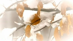 Winter In Your Heart
