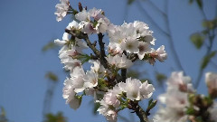 阳明山樱花