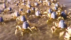 Crab