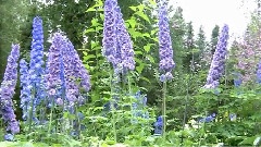 The Shadow Of Lavender