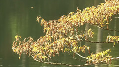 Karligash