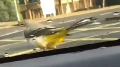 Wild Bird Rides On The Hood Pass Everybody