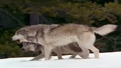 Wolf Song