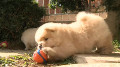 Chow Puppy Can't Fit Mouth Around Ball