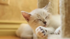 Kittens Playing Like Epic TIGERS