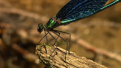 Sad Dragonfly