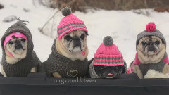 Cutest Pugs Snow Sledding Party
