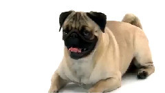 Pug