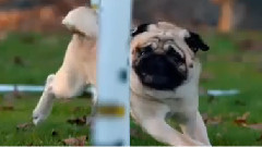 Puppy Pug Playtime