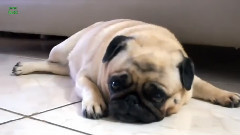 Ultimate Pug Video Compilation 2013