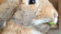 Rabbit Eating Parsley In Slow Motion