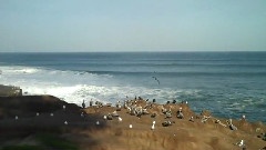 La Jolla Marine Life