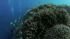 Scuba Diving Bunaken Indonesia