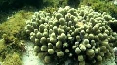Relaxing Underwater Music