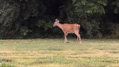 Cute Deer