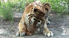 Do TIGERS Like Catnip
